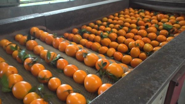 体育游戏app平台咱们还召集有实力的客户和农户对接-开云「中国」官方网站 登录入口