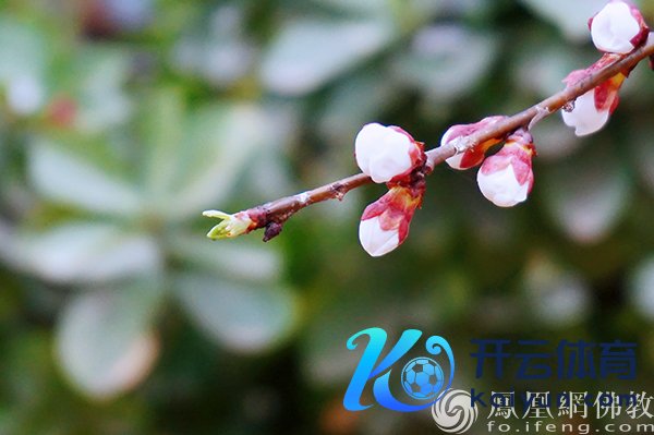 图片开始：网释教文化 照相：闫秀勇